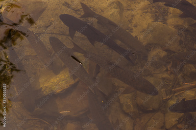 image to crop