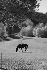 preview bw