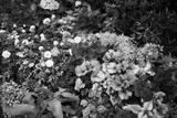 preview bw