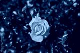 preview cold