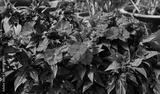preview bw