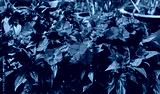 preview cold