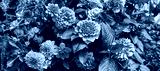 preview cold
