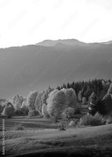 preview bw