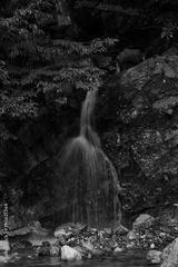 preview bw