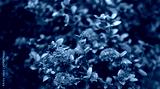 preview cold