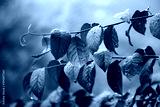 preview cold