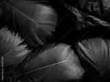 preview bw