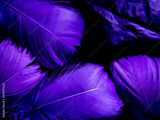 preview original