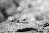 preview bw