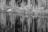 preview bw