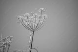 preview bw