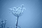 preview cold