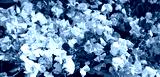 preview cold