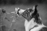 preview bw