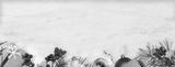 preview bw