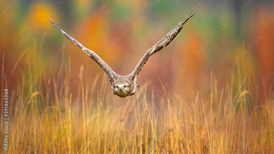 image to crop