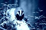 preview cold