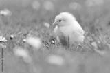 preview bw