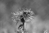 preview bw