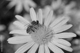 preview bw