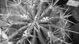 preview bw