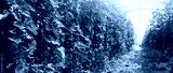 preview cold