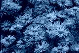 preview cold