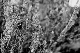 preview bw