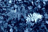 preview cold