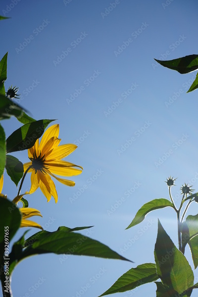 image to crop