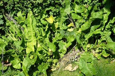 image to crop