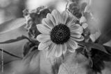 preview bw