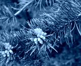 preview cold