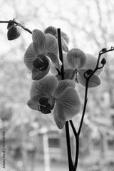 preview bw