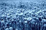 preview cold