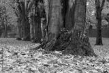 preview bw