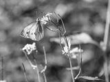 preview bw