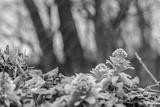 preview bw
