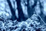 preview cold