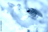 preview cold