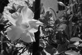 preview bw