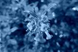 preview cold