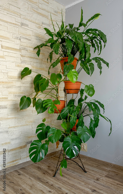 image to crop