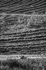 preview bw