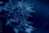preview cold