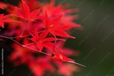preview original