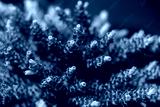 preview cold