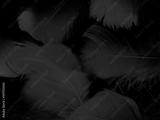 preview bw