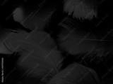 preview bw